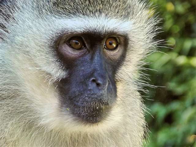 singe colonie de vacances vallée des singes été