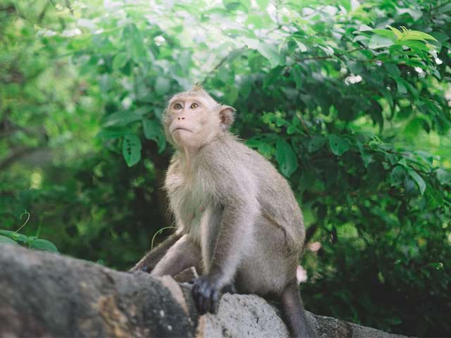 vallée des singes colonie de vacances 6 à 13 ans été