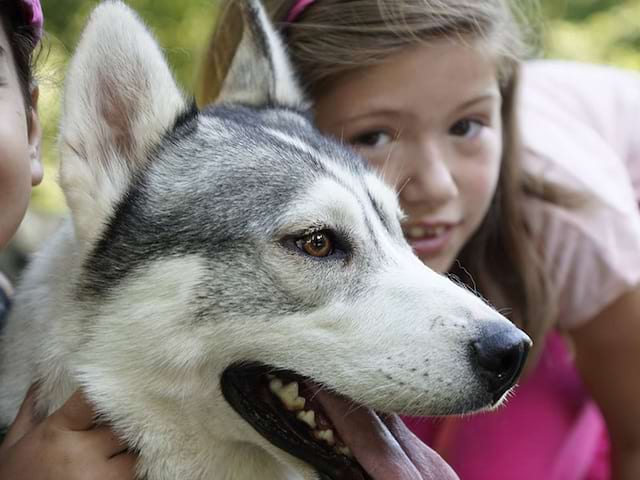 enfant 10 ans chien husky colonie de vacances