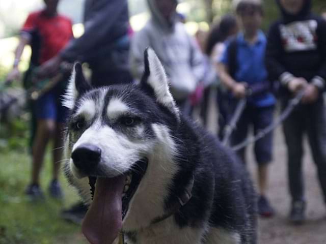 husky colonie de vacances montagne enfant