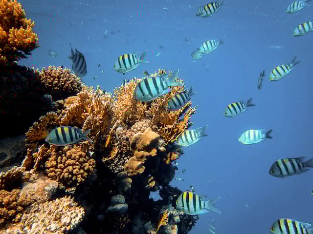 Fonds marins en colo de vacances en Malaisie observés en plongée 