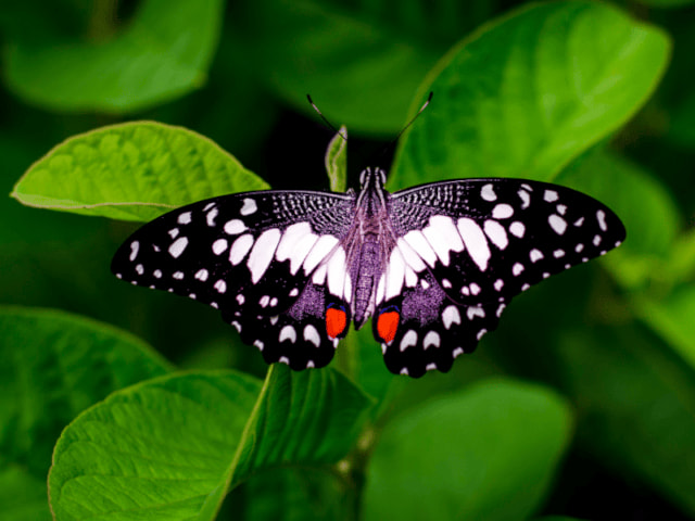 Butterfly Garden, plus grande ferme aux papillons de la région en colo de vacances en Malaisie pour ados