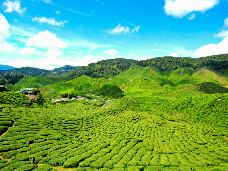 Collines de thé Cameron Highlands en Malaisie en colo de vacances pour ados