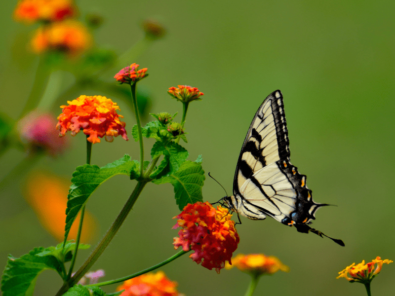 Butterfly Garden, plus grande ferme aux papillons de la région en colo de vacances en Malaisie pour ados