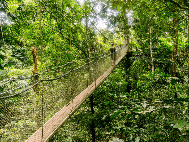Pont suspendu Canopy Walkway en Malaisie où les ados ont été en colo de vacances