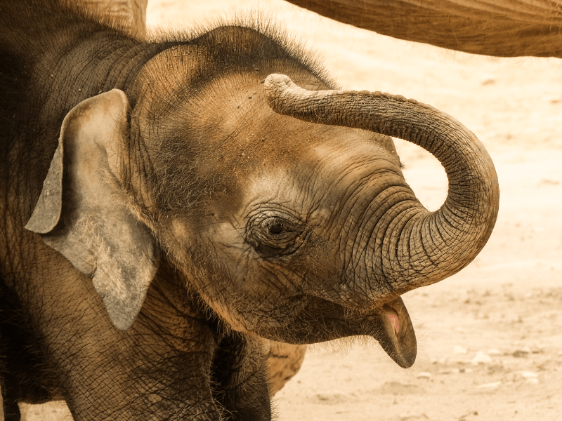 Bébé éléphant en colo de vacances en Malaisie