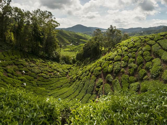 paysage malaisie été colonie de vacances ados