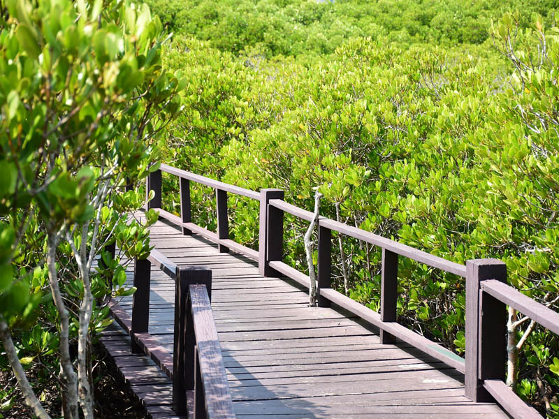 canopy walkway taman negara colonie de vacances singapour malaisie ados