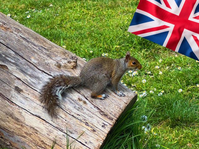 Ecureuil à Londres