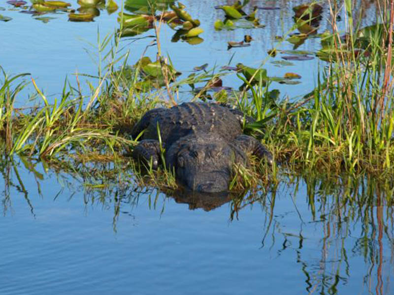 Crocodile observé au Parc national des Everglades, en colo de vacances cet été