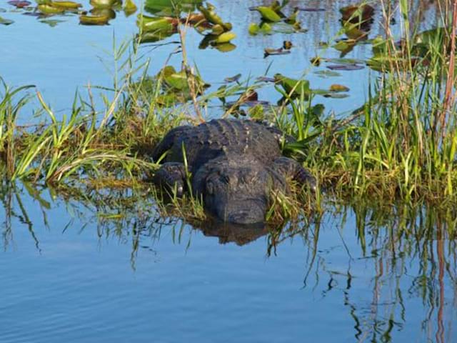 Crocodile observé au Parc national des Everglades, en colo de vacances cet été