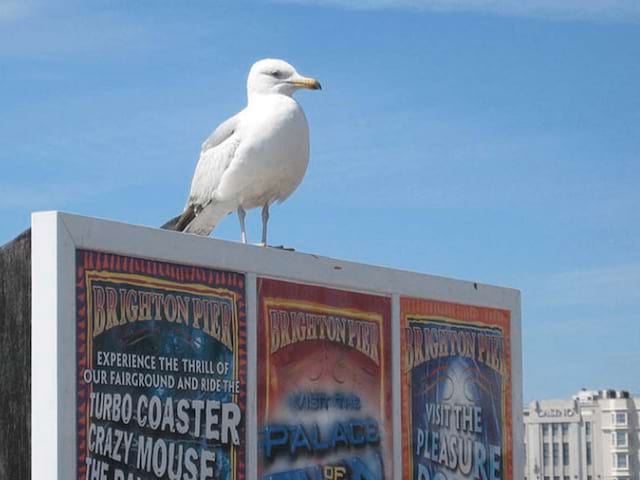 Mouette à Londres près de la plage de Brighton cet été