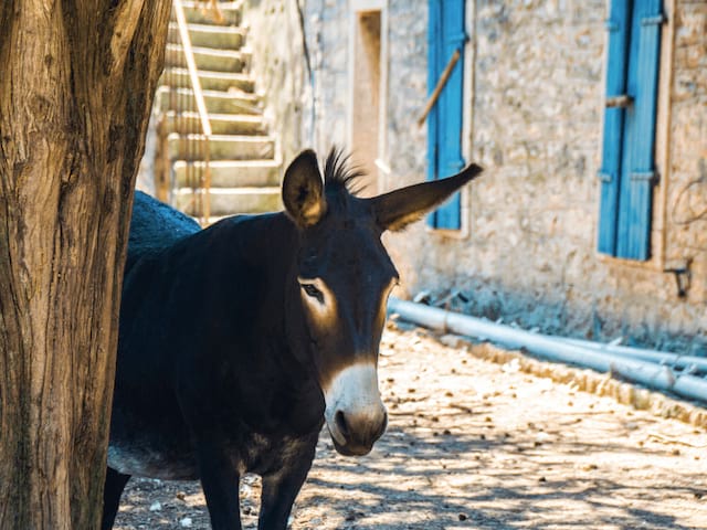 âne en Croatie 