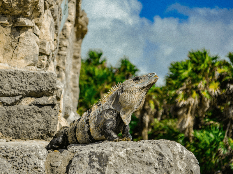 Espèce d'iguane observé en colo de vacances au Mexique cet été, en colo itinérante spéciale Ados