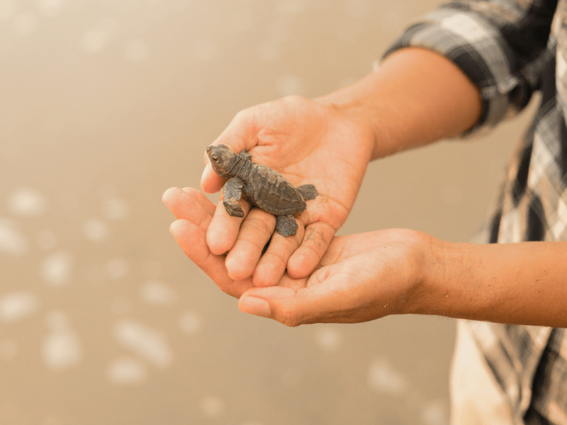 Bébé tortue en colo de vacances Itinérante au Mexique durant les vacances d'été