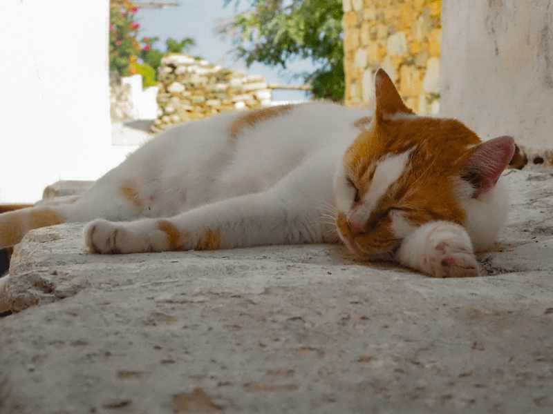 Petit chat qui roupille dans les rues de Grèce, où sont partis les ados en colo de vacances cet été