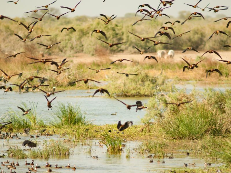Oiseaux dans le parc national de Djoudj au Sénégal où les ados ont été en colo de vacances humanitaire cet été