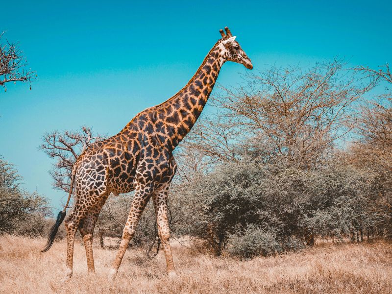 Girafes en colo de vacances au Sénégal cet été