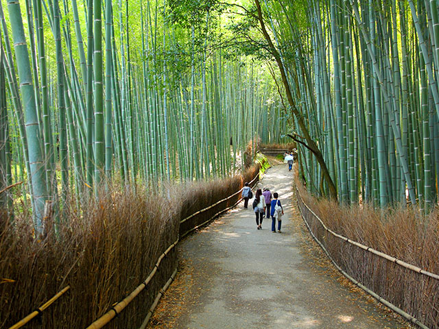 Forêt de bambou à Arashiyama au Japon