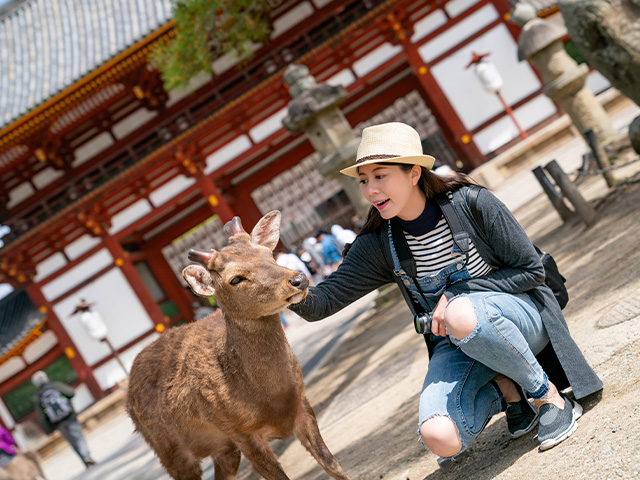 Rencontre avec les daims à Nara en colonie de vacances au Japon