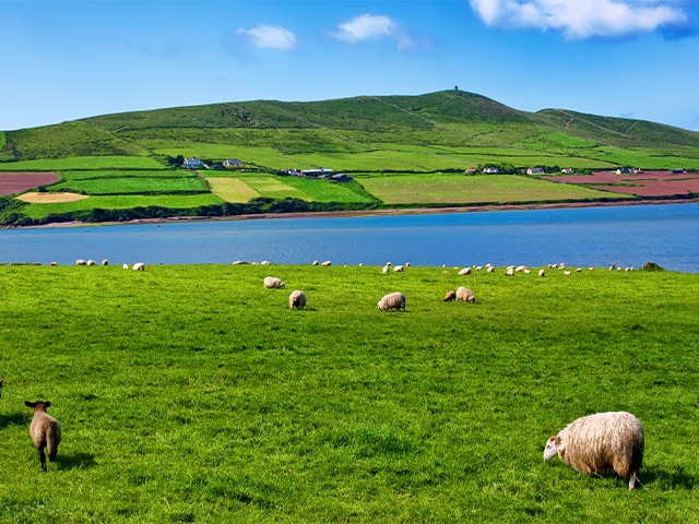 Paysage irlande avec moutons 