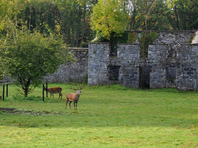 Coole Park en colonie de vacances en Irlande