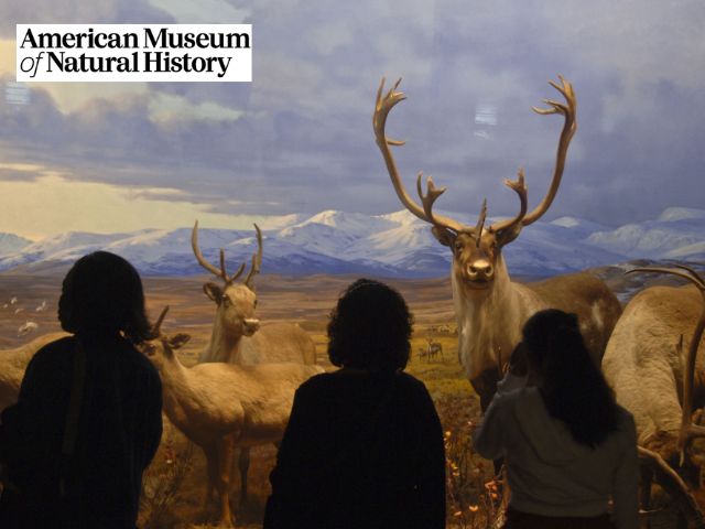 Musée d'histoire naturelle de NY que les jeunes ont visité cet été en colo