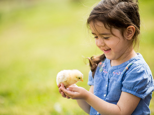 jeune fille tenant un poussin à la ferme en colo spécial fan d'animaux