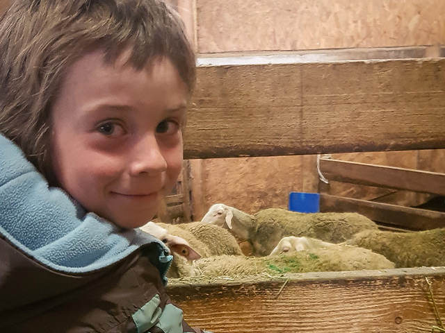 garçons observant des moutons se trouvant dans une ferme 