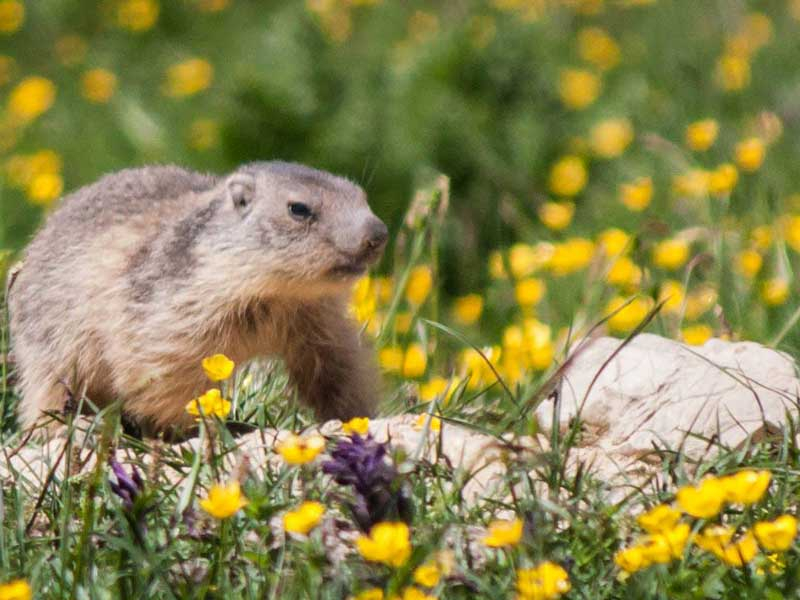 Marmotte observée en colo de vacances à la montagne cet été