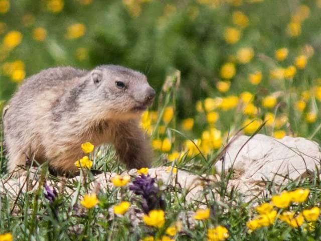 Marmotte en colo de vacances Codage à la montagne 