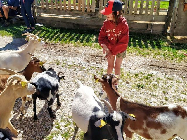 Ferme pédagogique en colo de vacances en contact avec les animaux cet été