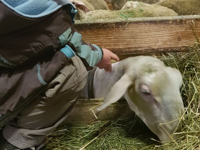 Colonie de vacances en contact avec les animaux