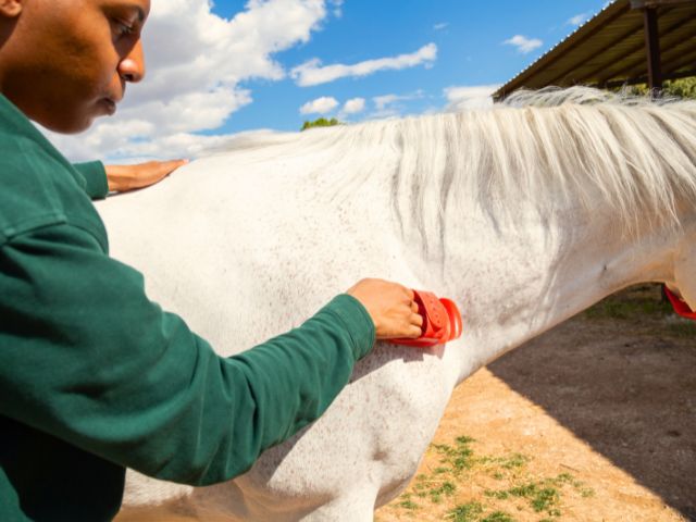 Jeune garçon qui s'occupe de sa monture en colo de vacances Equitation 