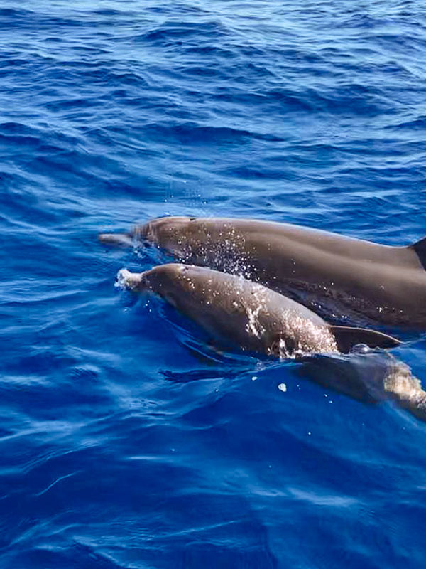 dauphins apercus en balade en bateau en colonie