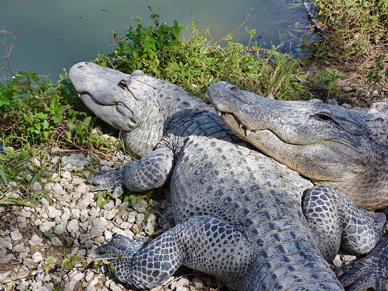 crocodiles en colonie de vacances everglades été