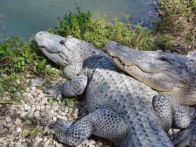 crocodiles en colonie de vacances everglades été