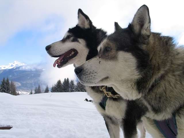 Portrait de chiens de traîneaux en colo de vacances Neige et aventure traîneaux cet hiver 