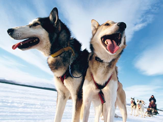 Chiens de traîneaux en colonie de vacances à la neige