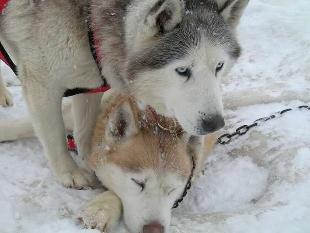 Portrait de chiens de traîneaux