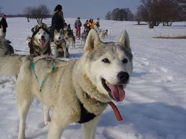 Chiens de traîneaux colonie de vacances