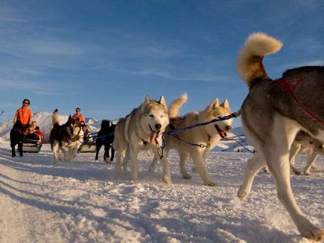 Balade en chiens de traineaux à la montagne en colonie de vacances