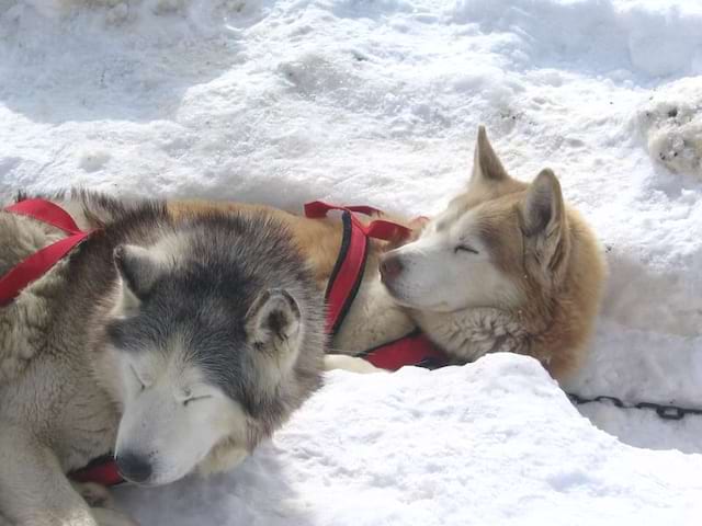 Portrait de chiens de traineaux