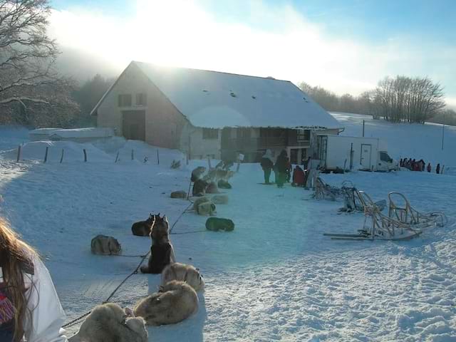 Faire du chien de traîneaux en colonie de vacances