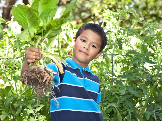 Enfant faisant la récolte de légumes dans le jardin 