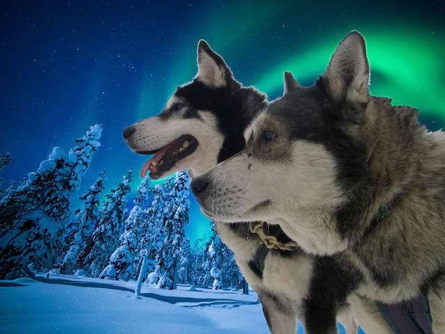 Chiens de traîneaux et aurores boréales en Laponie 