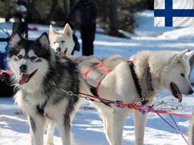 Chiens de traîneaux en Laponie