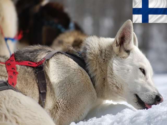 Chien de traîneaux en colonie de vacances 