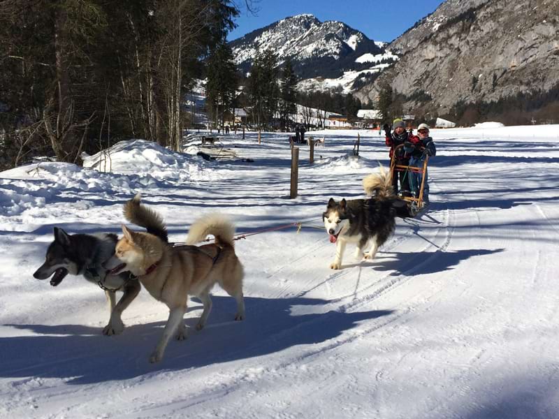chiens de traineaux enfants colonie de vacances hiver