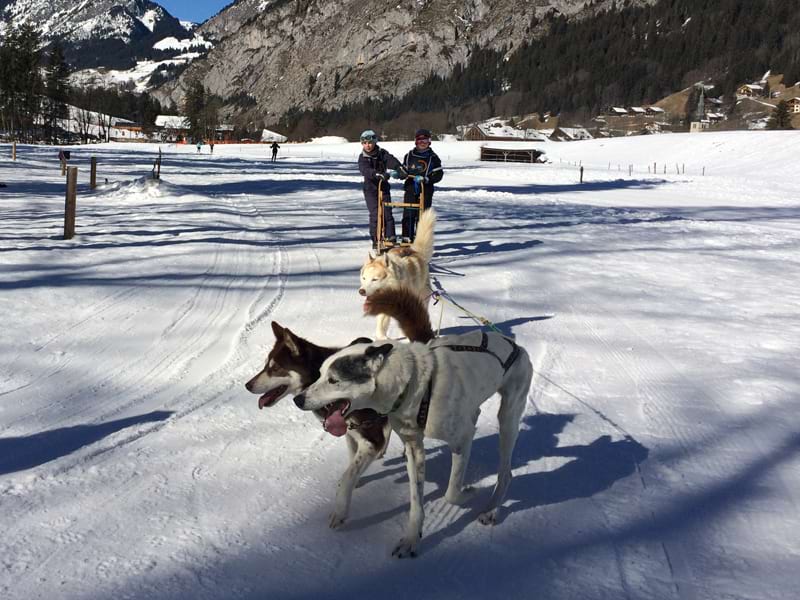 chiens de traineaux hiver montagne colonie de vacances